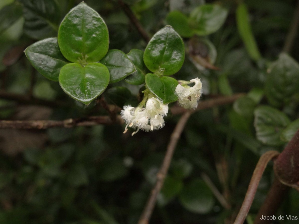 Hedyotis tridentata Ridsdale